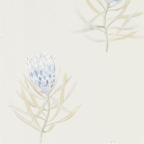Protea Flower 216327